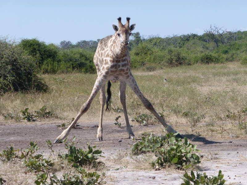 giraffa buffa